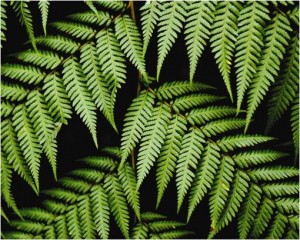 NZ ferns
